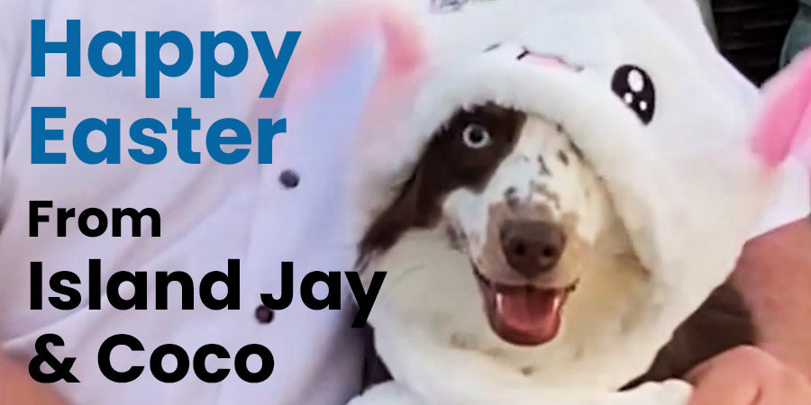 Happy Easter from Island Jay & Coco