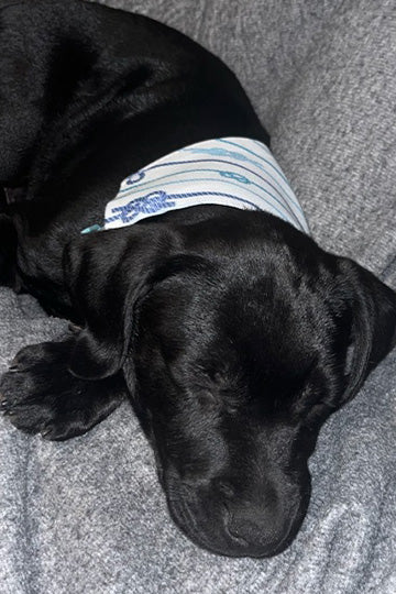 A black lab puppy wearing an Island Jay Dog Bandana to help protect the dog from the elements. 